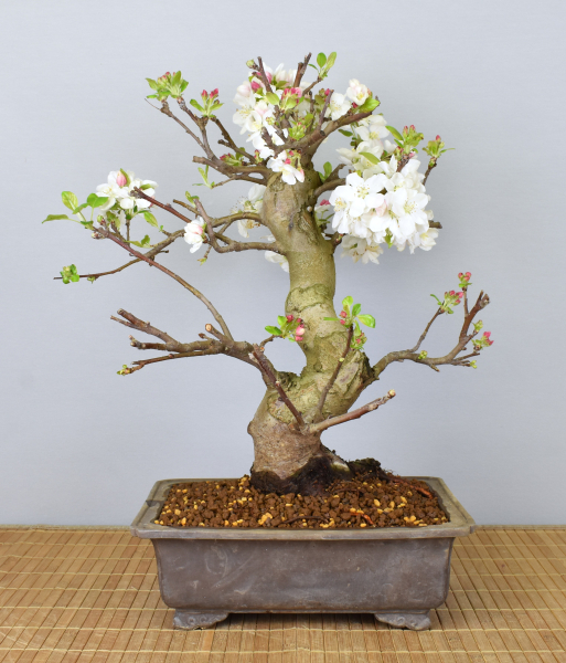 Preview: Bonsai Outdoor, Zierapfel (Malus sp.)