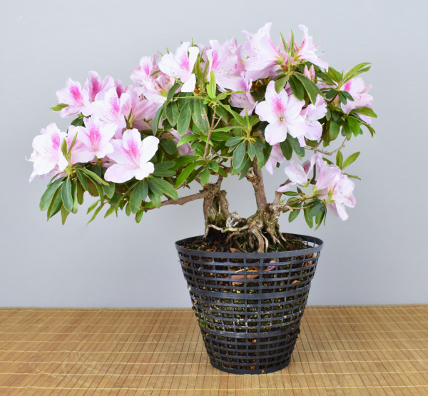 Preview: Bonsai Indoor, Indische Azalee oder Zimmerazalee (Rhododendron simsii)