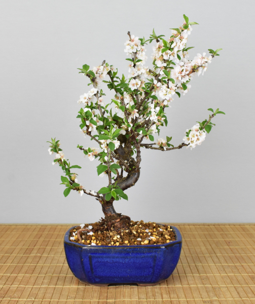 Bonsai Outdoor, Filzkirsche (Prunus tomentosa)