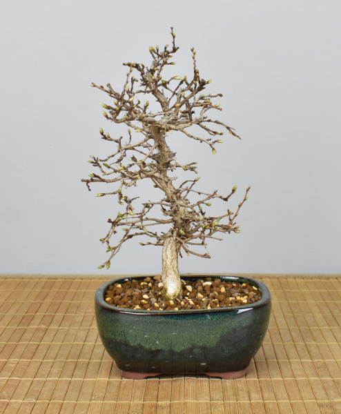 Bonsai Outdoor, Koreanische Hainbuche (Carpinus turczaninowii)