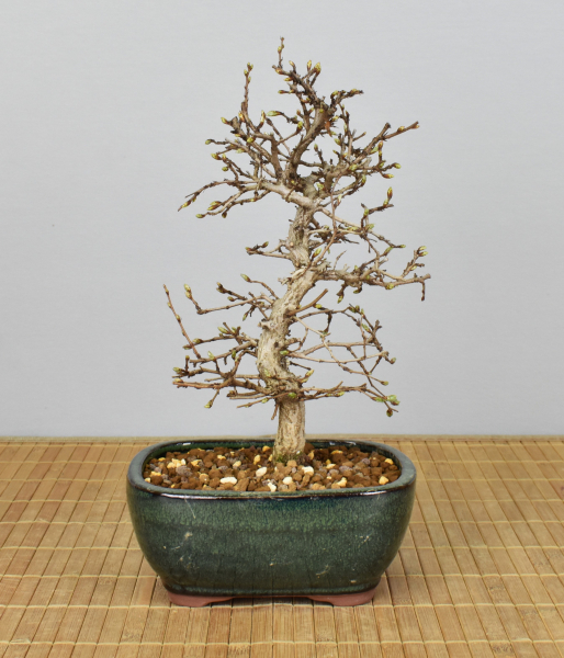 Preview: Bonsai Outdoor, Koreanische Hainbuche (Carpinus turczaninowii)