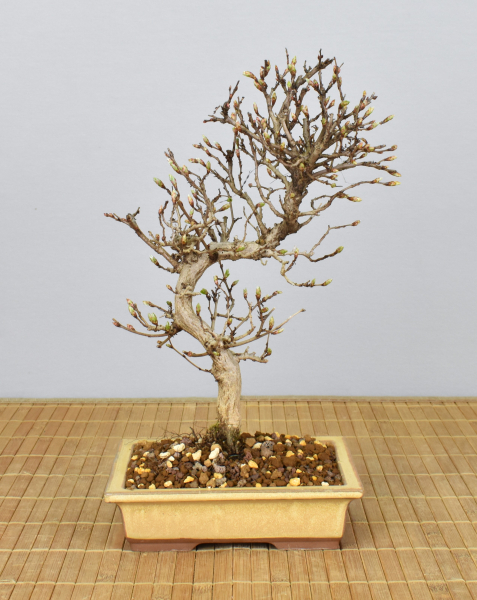 Bonsai Outdoor, Koreanische Hainbuche (Carpinus turczaninowii)