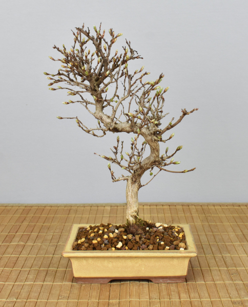Preview: Bonsai Outdoor, Koreanische Hainbuche (Carpinus turczaninowii)