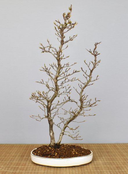 Bonsai Outdoor, Koreanische Hainbuche (Carpinus turczaninowii)