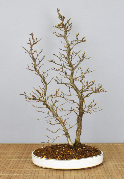 Preview: Bonsai Outdoor, Koreanische Hainbuche (Carpinus turczaninowii)
