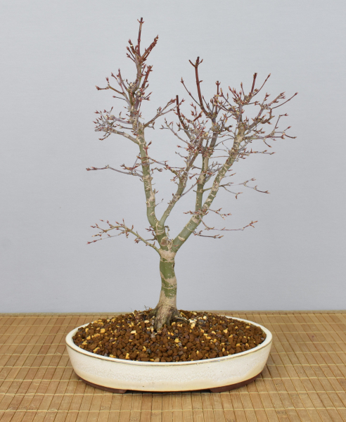 Preview: Bonsai Outdoor, Roter Fächerahorn (Acer palmatum 'yukihime')