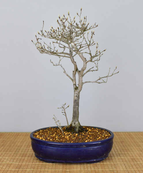 Bonsai Mediterran, Kakipflaume (Diospyros kaki)