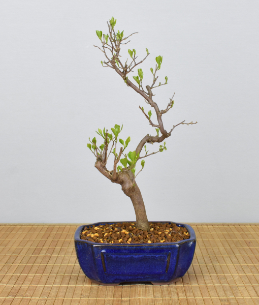 Preview: Bonsai Outdoor, Japanisches Schneeglöckchen (Styrax japonica)