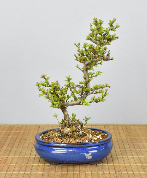 Preview: Bonsai Outdoor, Zierquitte (Chaenomeles)