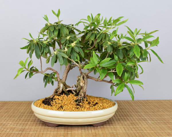 Bonsai Indoor, Indische Azalee oder Zimmerazalee (Rhododendron simsii)