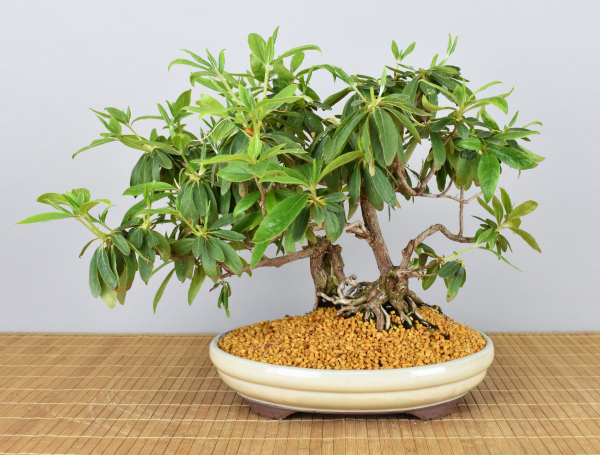 Preview: Bonsai Indoor, Indische Azalee oder Zimmerazalee (Rhododendron simsii)