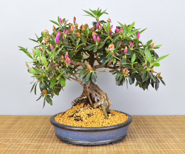 Bonsai Indoor, Indische Azalee oder Zimmerazalee (Rhododendron simsii)