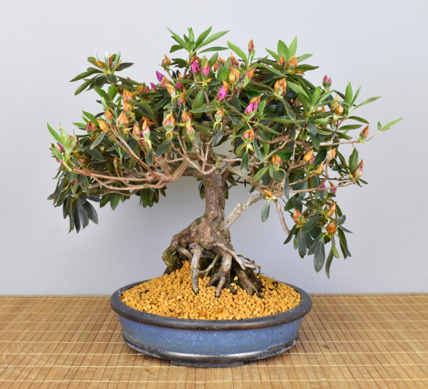 Preview: Bonsai Indoor, Indische Azalee oder Zimmerazalee (Rhododendron simsii)