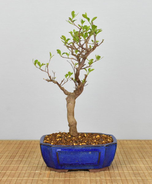 Bonsai Outdoor, Japanisches Schneeglöckchen (Styrax japonica)