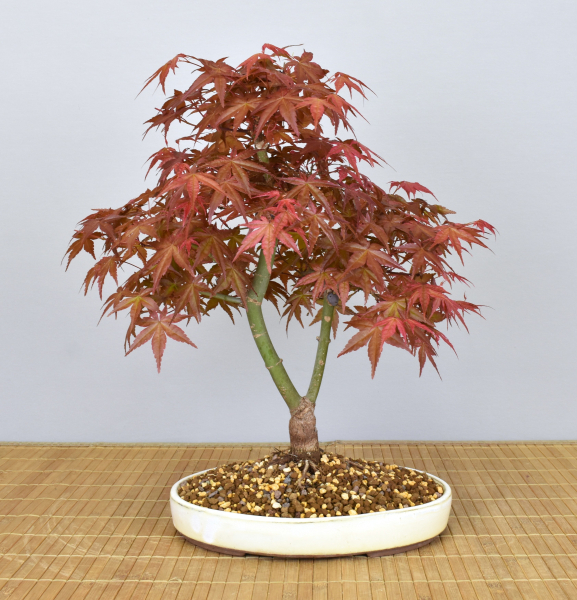 Bonsai Outdoor, Roter Fächerahorn (Acer palmatum 'deshojo')