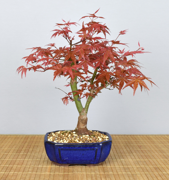Bonsai Outdoor, Roter Fächerahorn (Acer palmatum 'deshojo')