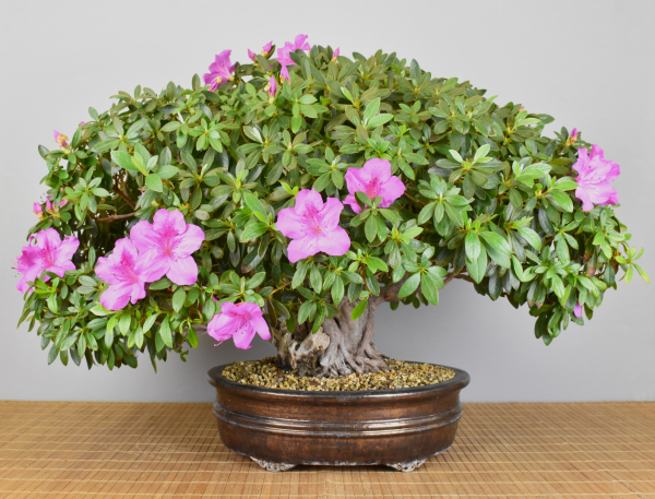 Bonsai Indoor, Indische Azalee oder Zimmerazalee (Rhododendron simsii)