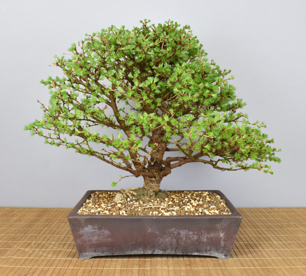 Preview: Bonsai Outdoor, Japanische Lärche (Larix kaempferi)