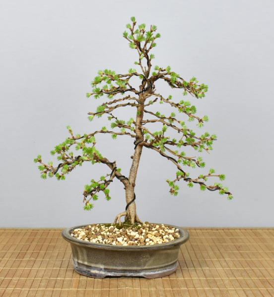 Bonsai Outdoor, Japanische Lärche (Larix kaempferi)