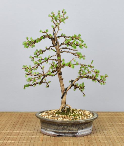 Preview: Bonsai Outdoor, Japanische Lärche (Larix kaempferi)