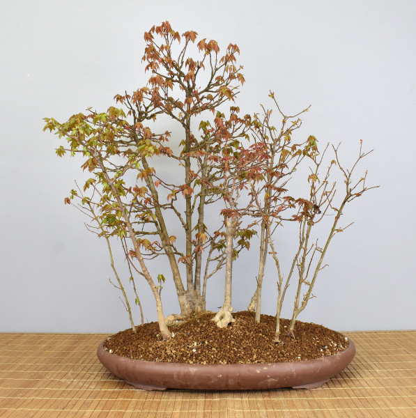 Preview: Bonsai Outdoor, Dreispitzahorn Wald (Acer buergerianum)