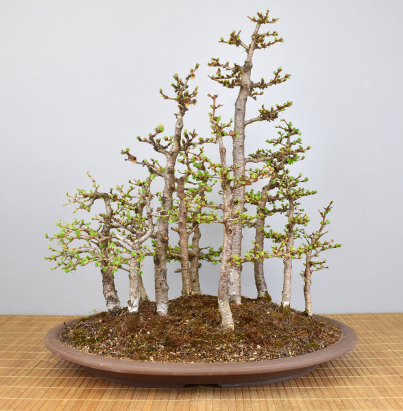 Bonsai Outdoor, Europäischer Lärchenwald (Larix decidua)