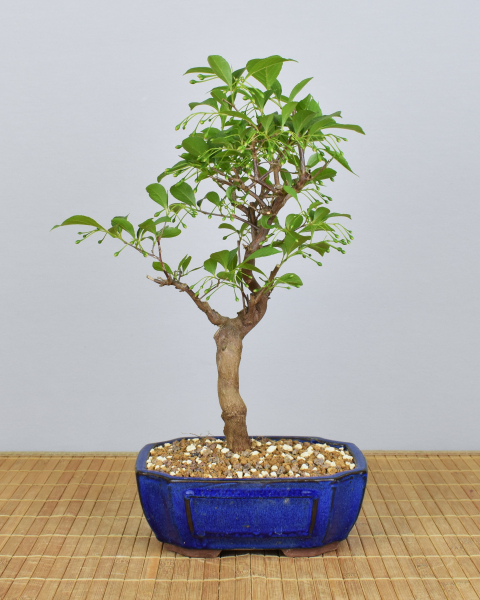 Bonsai Outdoor, Japanisches Schneeglöckchen (Styrax japonica)
