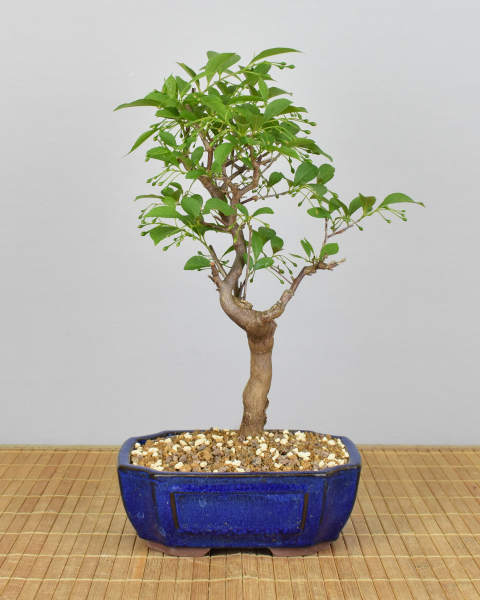 Preview: Bonsai Outdoor, Japanisches Schneeglöckchen (Styrax japonica)