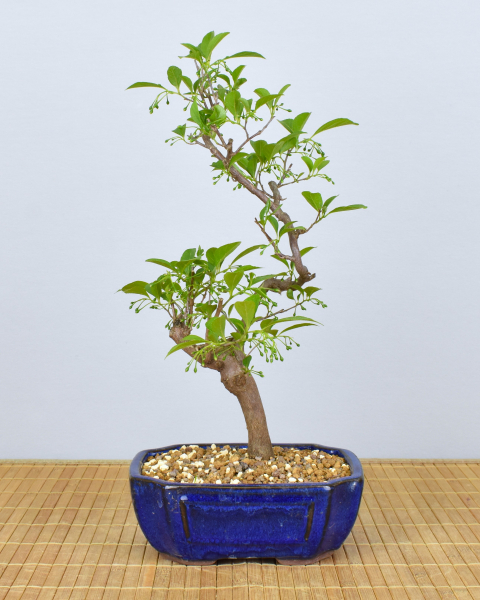 Preview: Bonsai Outdoor, Japanisches Schneeglöckchen (Styrax japonica)
