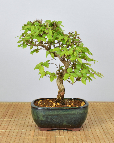 Preview: Bonsai Outdoor, Koreanische Hainbuche (Carpinus turczaninowii)