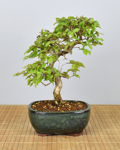 Bonsai Outdoor, Koreanische Hainbuche (Carpinus turczaninowii)