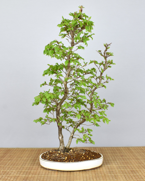 Bonsai Outdoor, Koreanische Hainbuche (Carpinus turczaninowii)