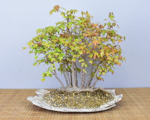 Bonsai Outdoor, Dreispitzahorn (Acer buergerianum) Floßform