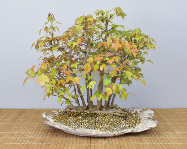 Preview: Bonsai Outdoor, Dreispitzahorn (Acer buergerianum) Floßform