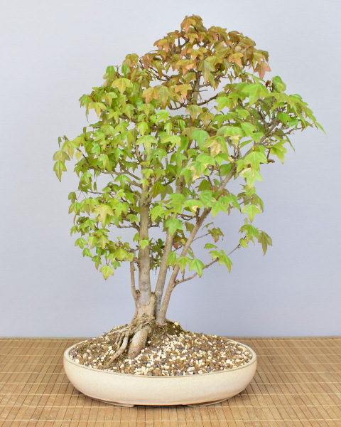 Preview: Bonsai Outdoor, Dreispitzahorn (Acer buergerianum)