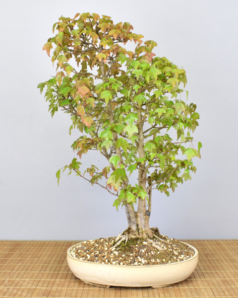 Bonsai Outdoor, Dreispitzahorn (Acer buergerianum)