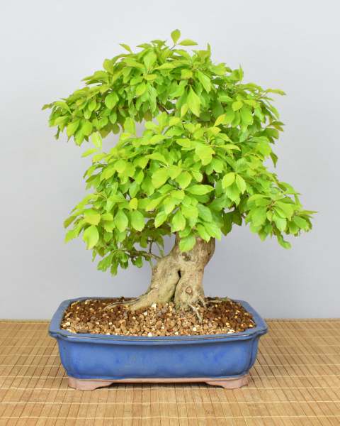 Bonsai Indoor, Taubenbeere (Duranta repens)