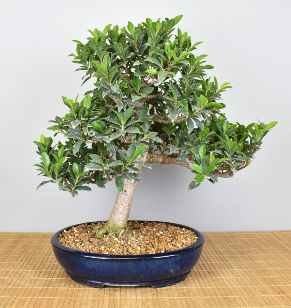 Bonsai Indoor, Feige (Ficus microcarpa)