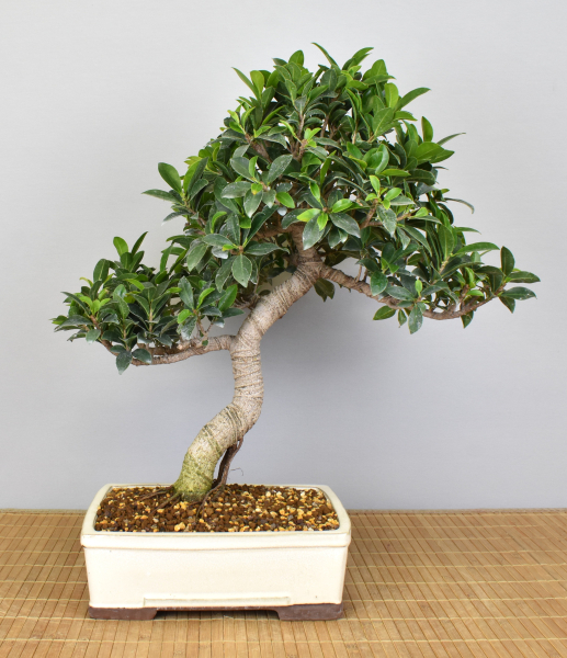 Bonsai Indoor, Feige (Ficus microcarpa)