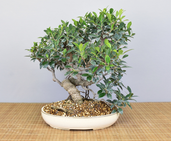 Bonsai Indoor, Feige (Ficus microcarpa)