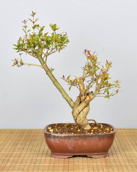 Preview: Bonsai Mediterran, Granatapfel (Punica granatum 'nana')