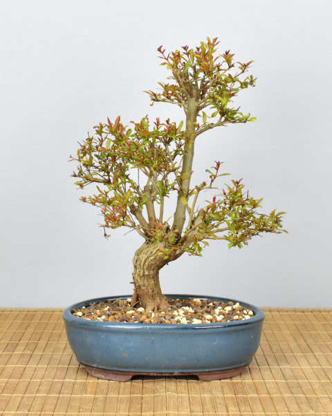Preview: Bonsai Mediterran, Granatapfel (Punica granatum 'nana')