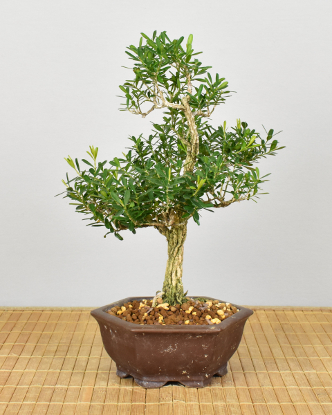 Bonsai Indoor, Chinesischer Buchsbaum (Buxus harlandii)