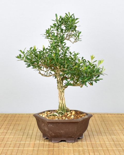 Preview: Bonsai Indoor, Chinesischer Buchsbaum (Buxus harlandii)