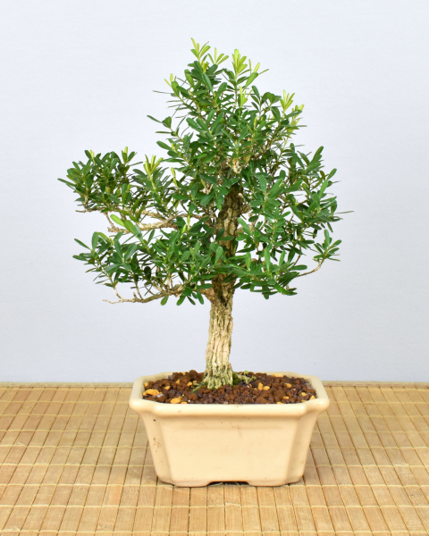 Preview: Bonsai Indoor, Chinesischer Buchsbaum (Buxus harlandii)