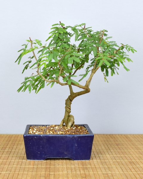 Bonsai Indoor, Arabische Akazie (Acacia arabica oder vachellia nilotica)