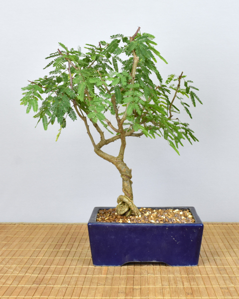 Bonsai Indoor, Arabische Akazie (Acacia arabica oder vachellia nilotica)