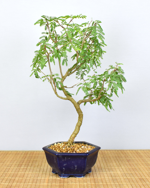Bonsai Indoor, Arabische Akazie (Acacia arabica oder vachellia nilotica)