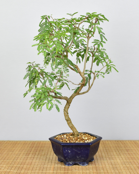 Bonsai Indoor, Arabische Akazie (Acacia arabica oder vachellia nilotica)