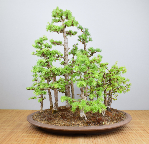 Preview: Bonsai Outdoor, Europäischer Lärchenwald (Larix decidua)